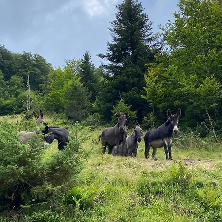 Le Fleuri Ensoleille De Guzet Ustou